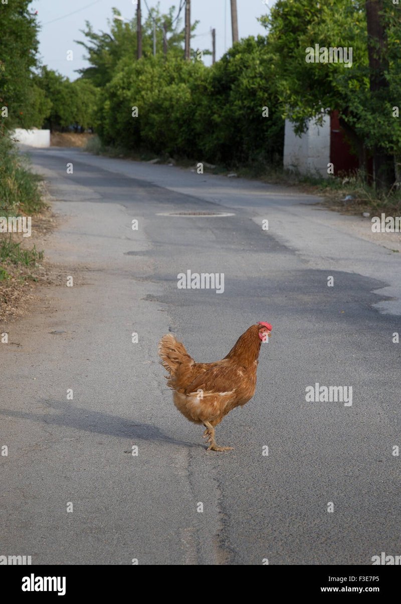 Chicken road joc, chicken road romania
